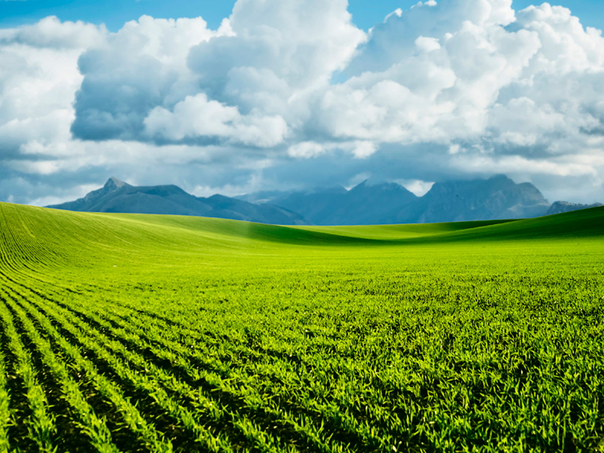 A agricultura pode adaptar-se às alterações climáticas? A Agência Europeia do Ambiente responde