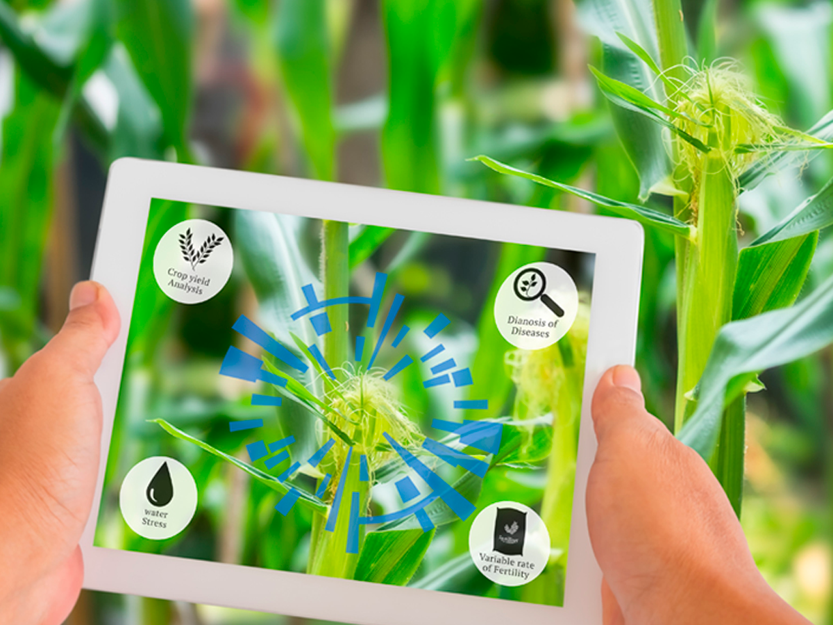 A importância da utilização de tecnologia de precisão na agricultura: o caso da cultura do milho.