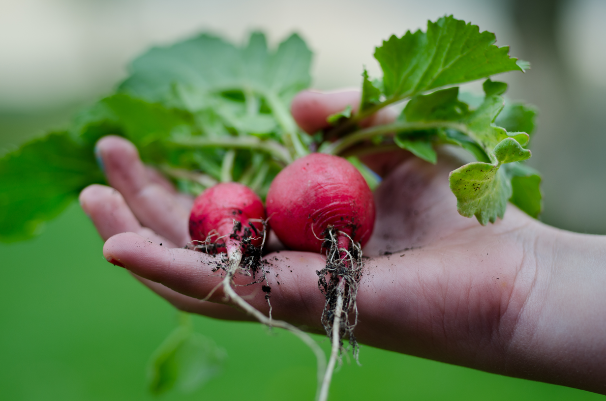 Alimentação