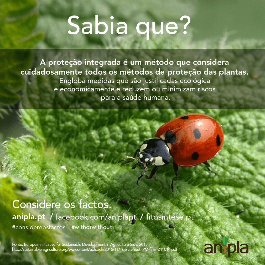 Considere-os-Factos-76