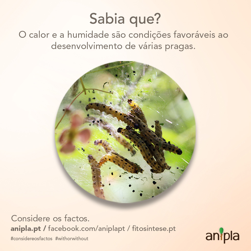 Considere-os-Factos-97